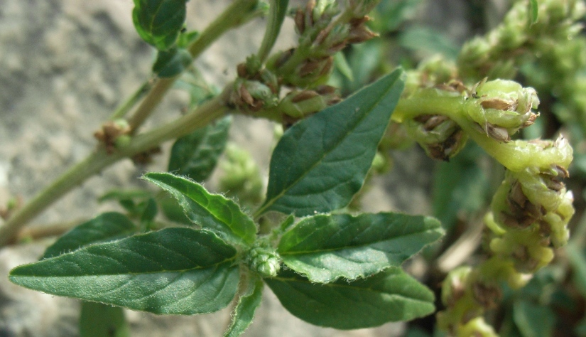 Amaranthus deflexus / Amaranto prostrato